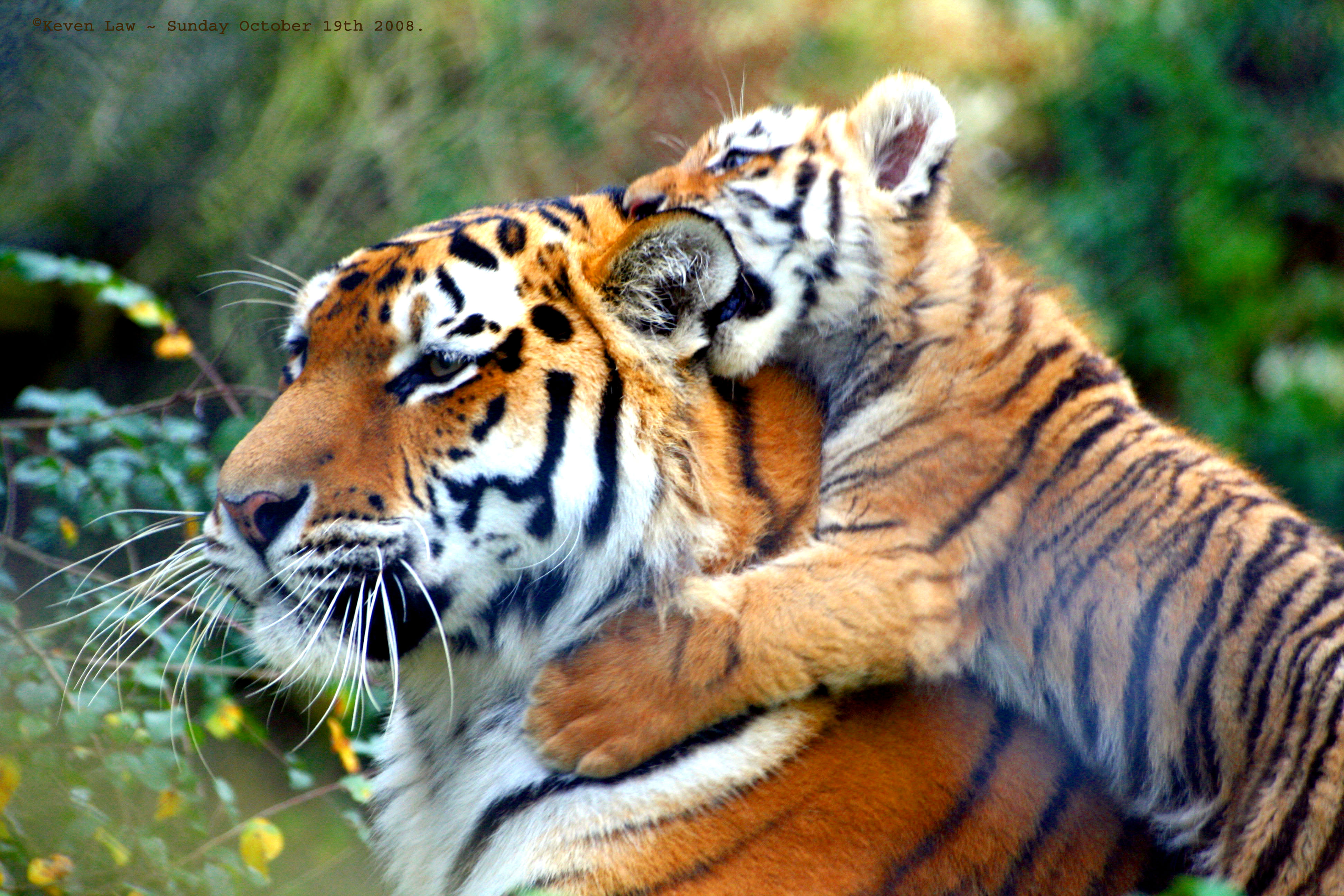 Tigers in training
